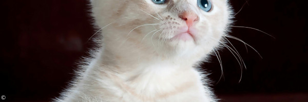 Katze1