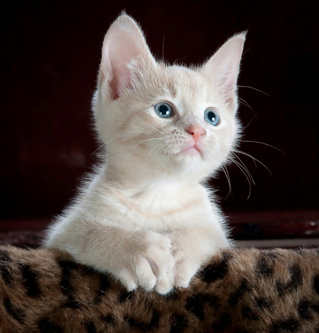 Katze1